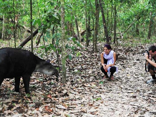 corcovado-tapir-700-435_48021096973_o.jpg