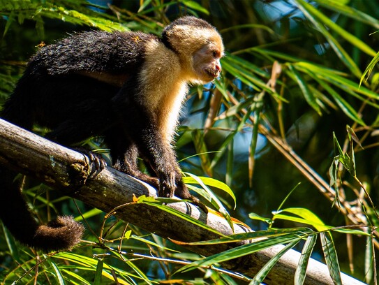 Tortuga Lodge_wildlife_white_faced_capuchin_monkey.jpg