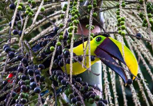 Tortuga Lodge_wildlife_black-mandibled_toucan