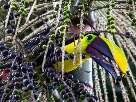 Tortuga Lodge_wildlife_black-mandibled_toucan.jpg