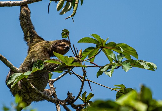 Tortuga Lodge_wildlife_two_toed_sloth