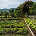 Casa Turire_Herb - Vegetable Garden 2