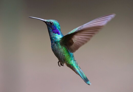 hummingbird-2139279