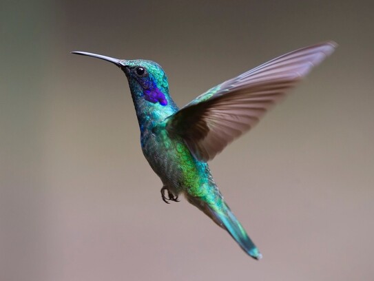 hummingbird-2139279