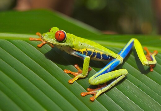 Reptiles et amphibiens du Costa Rica6
