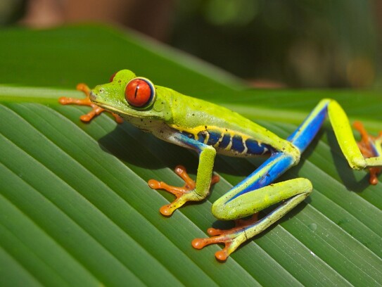 Reptiles et amphibiens du Costa Rica6.jpg