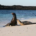 Voyages guidés aux Galapagos 25