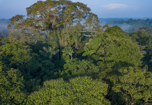 Amazonie équatorienne 33