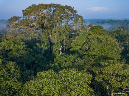 Amazonie équatorienne 33.jpg