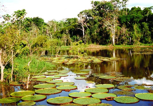 Amazonie brésilienne 1