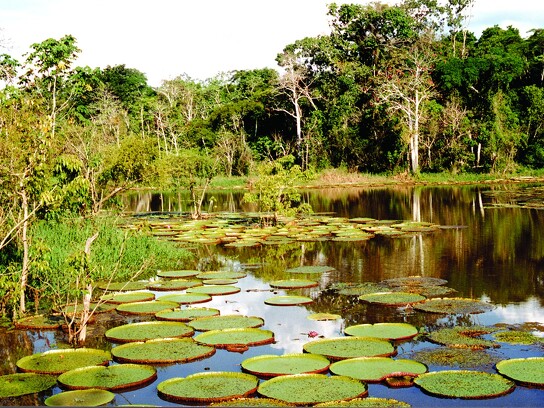 Amazonie brésilienne 1