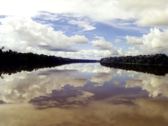 Amazonie brésilienne 46