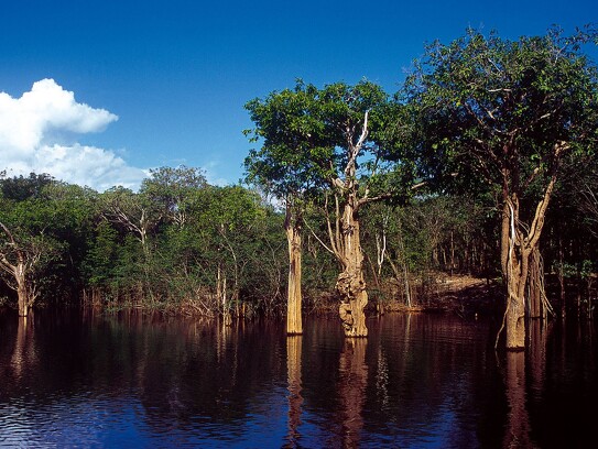 Amazonie brésilienne 54.jpg
