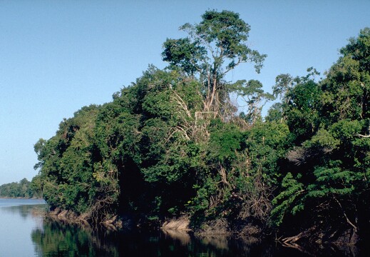 Amazonie brésilienne 55