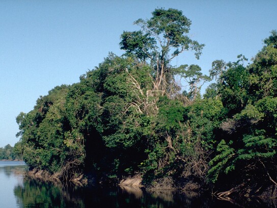 Amazonie brésilienne 55.jpg