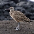 Voyage aux Galapagos 161