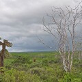 Voyage aux Galapagos 16
