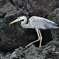 Voyage aux Galapagos 17