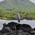 Voyage aux Galapagos 20