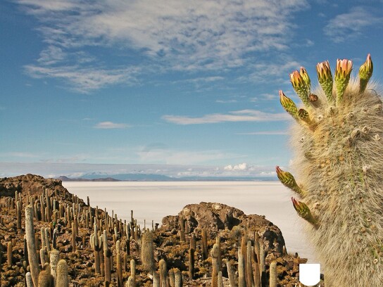 Desert en Bolivie 9.jpg