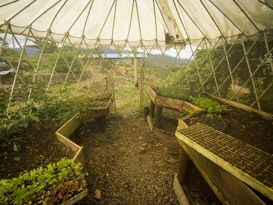 Plantation biologique au Costa Rica 9