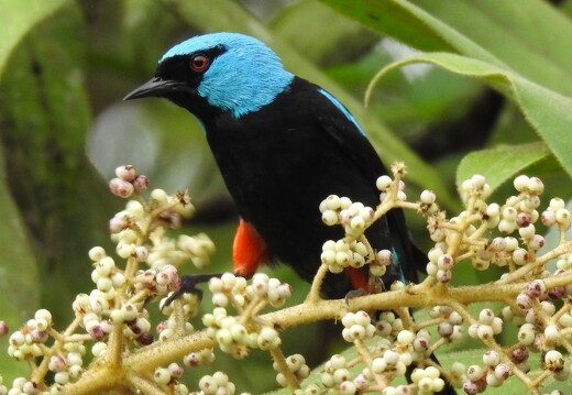 Oiseaux du Costa Rica_1