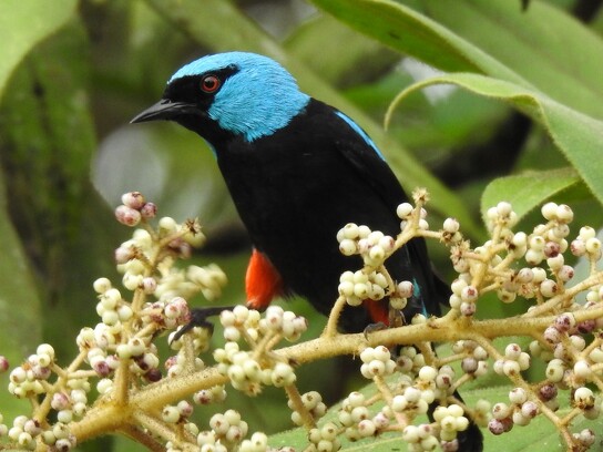 Oiseaux du Costa Rica_1.JPG