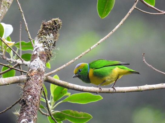 Oiseaux du Costa Rica_2