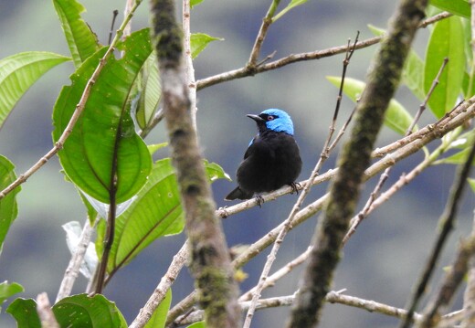 Oiseaux du Costa Rica_3