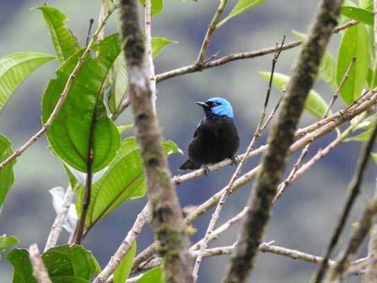 Oiseaux du Costa Rica_3.JPG