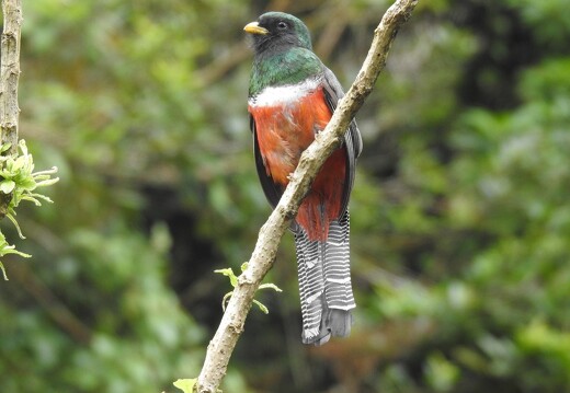 Oiseaux du Costa Rica_4