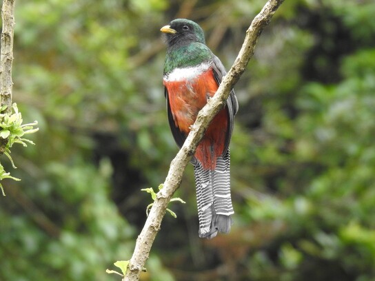 Oiseaux du Costa Rica_4
