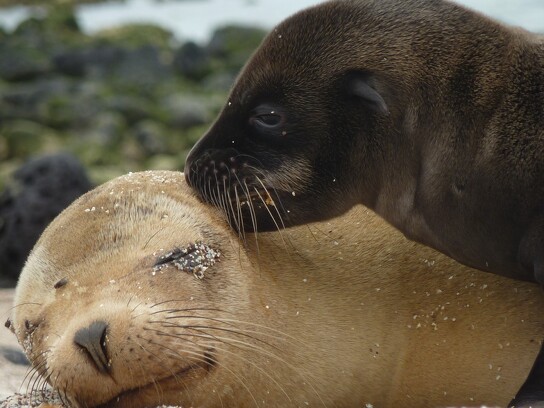 sea-lions.jpg