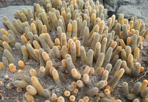 Cactus Galapagos