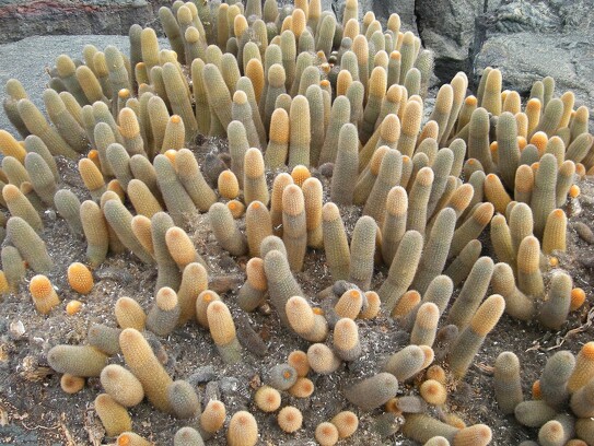 Cactus Galapagos.jpg