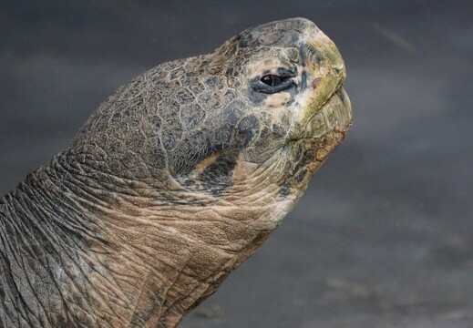 giant-tortoise Galapagos
