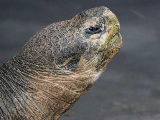 giant-tortoise Galapagos.jpg