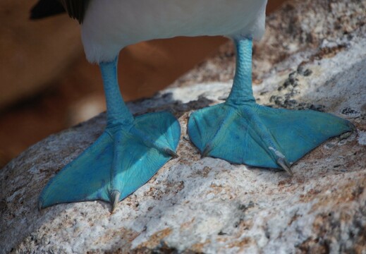 blue-footed-boobie
