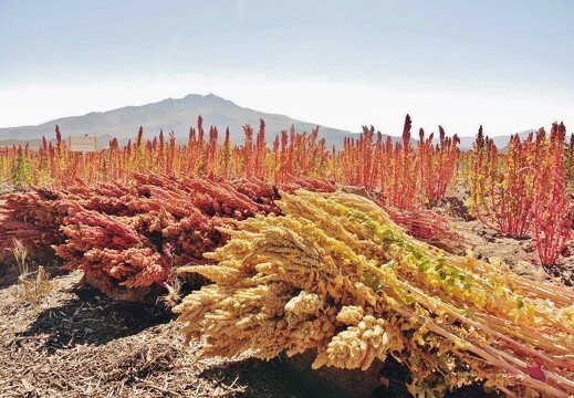 Quinoa en Bolivie_v1