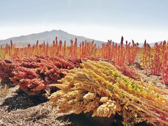 Quinoa en Bolivie_v1