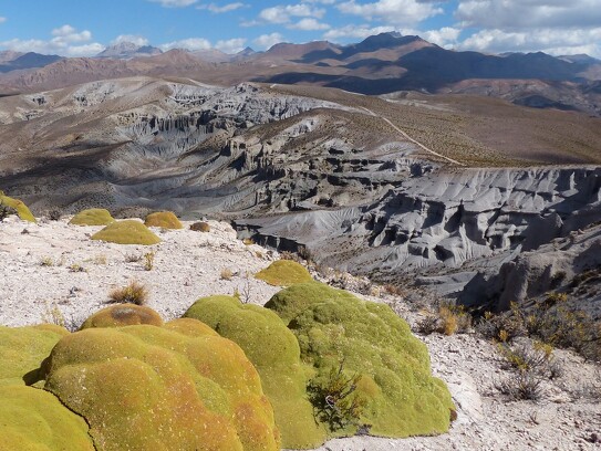 Altiplano Bolivie.jpg