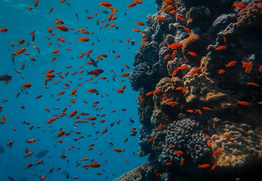 Plongée sous-marine Papagayo