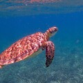 Tortue de mer au Belize par T. Klekamp