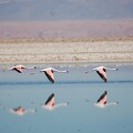 Flamingos par T. Schwalm