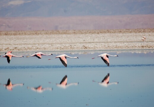 Flamingos par T. Schwalm