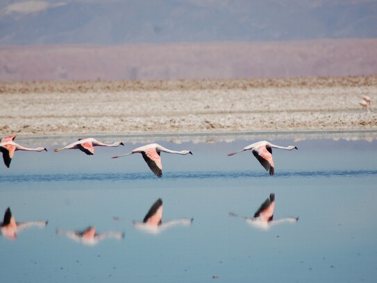Flamingos par T. Schwalm.jpg
