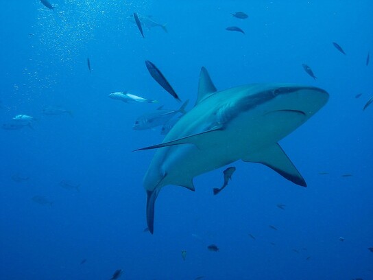 Requin au large de Roatan par G. Calgaro.jpg
