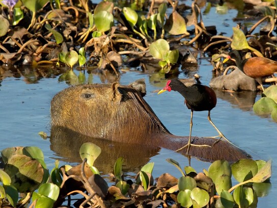 Capybara par D. Doukhan