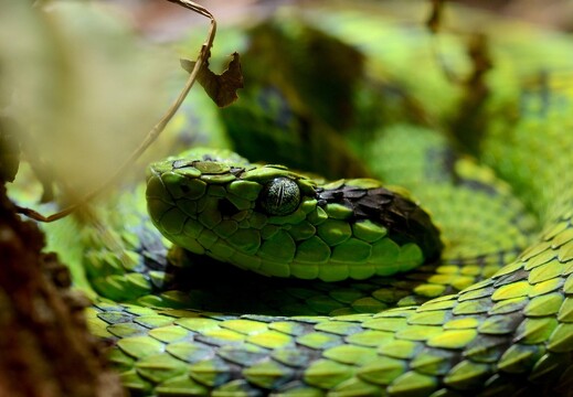 Serpent bothriechis aurifer par J.Smith