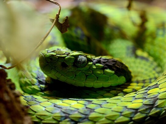 Serpent bothriechis aurifer par J.Smith.jpg